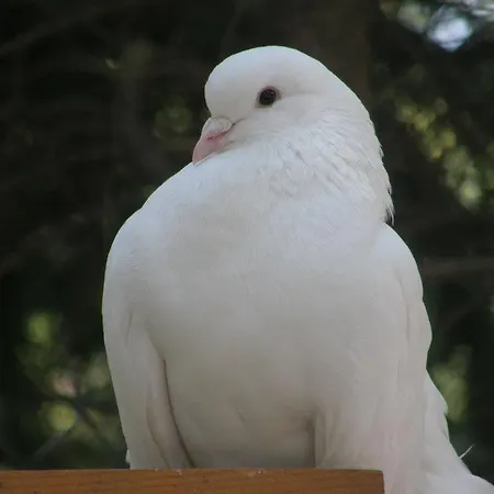 White Dove Pensjonat 3*